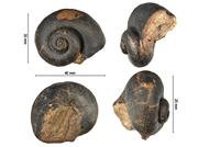 Platyostama sp